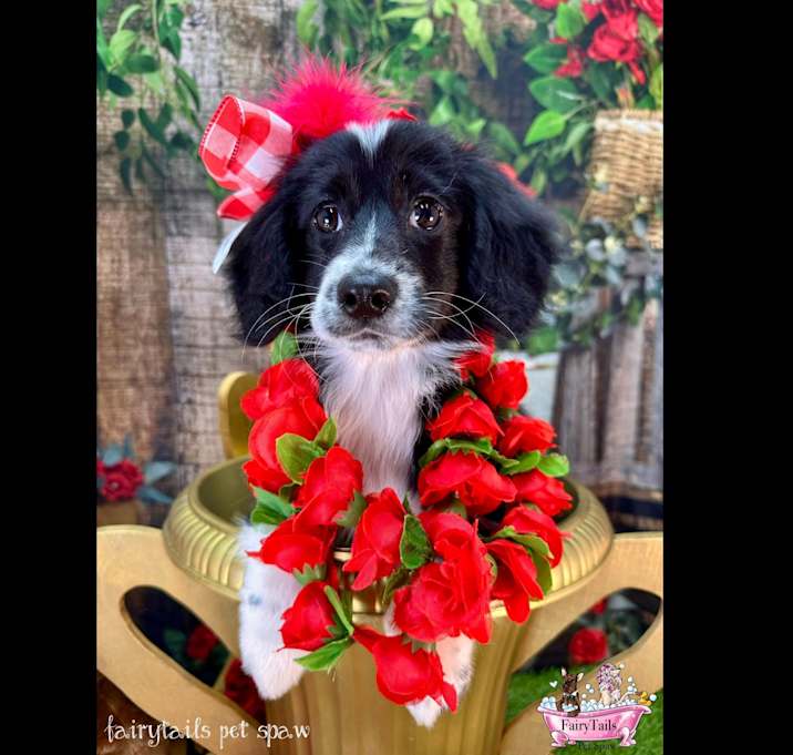 Photo of Julep