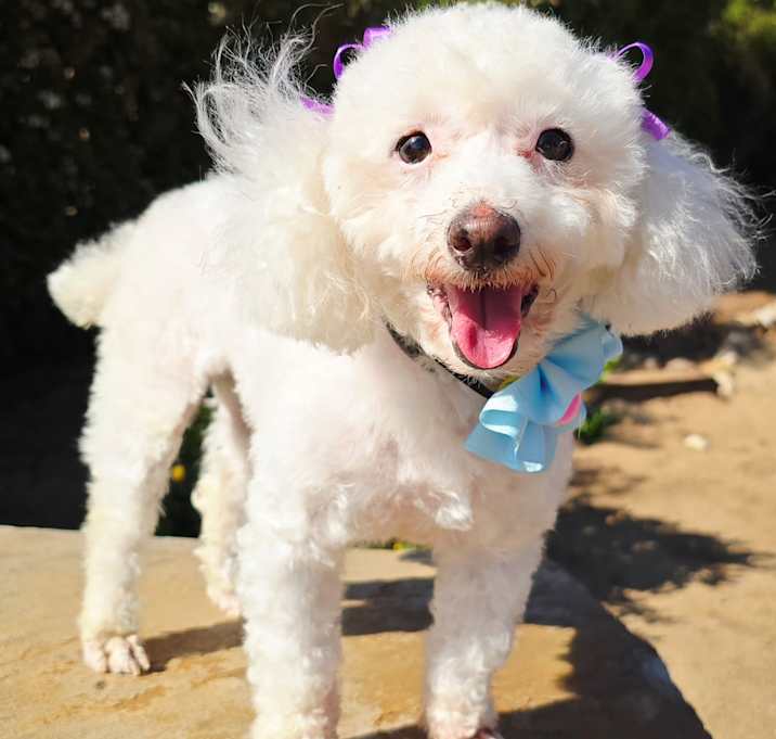 Photo of Lady