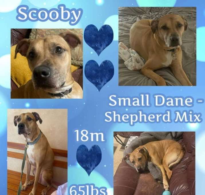Photo of Scooby