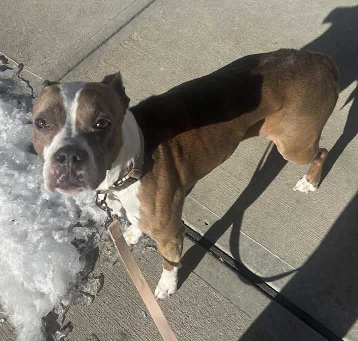 Photo of Nala