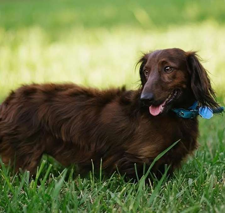 Photo of Milo