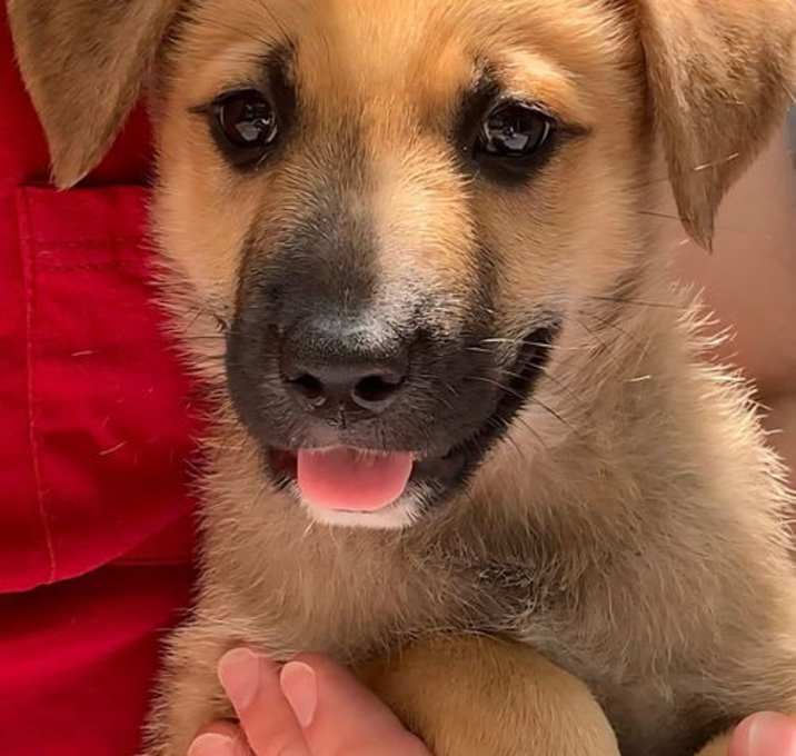 Photo of Baxter
