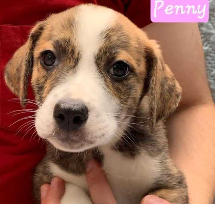 Photo of Penny2