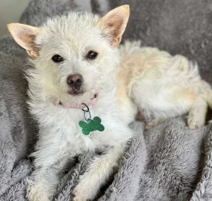Photo of Tulip