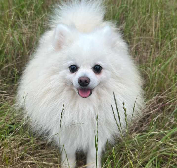 Photo of Simba