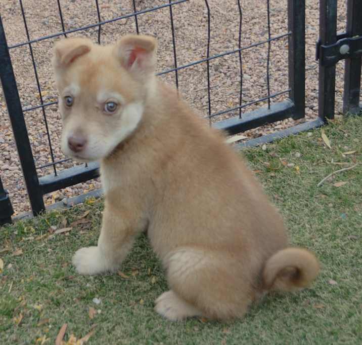 Photo of Butterscotch