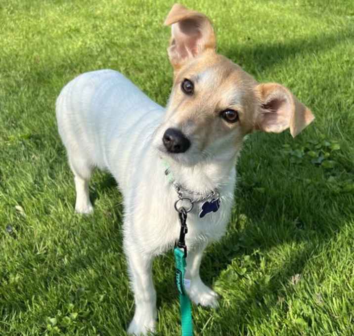 Photo of Rory - Gilmore Girls puppy