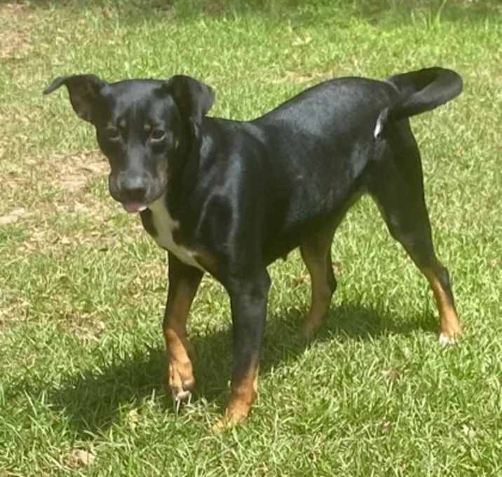 Photo of Daphne
