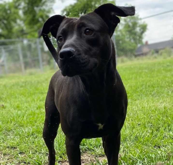 Photo of Violet