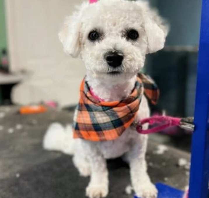 Photo of Scout