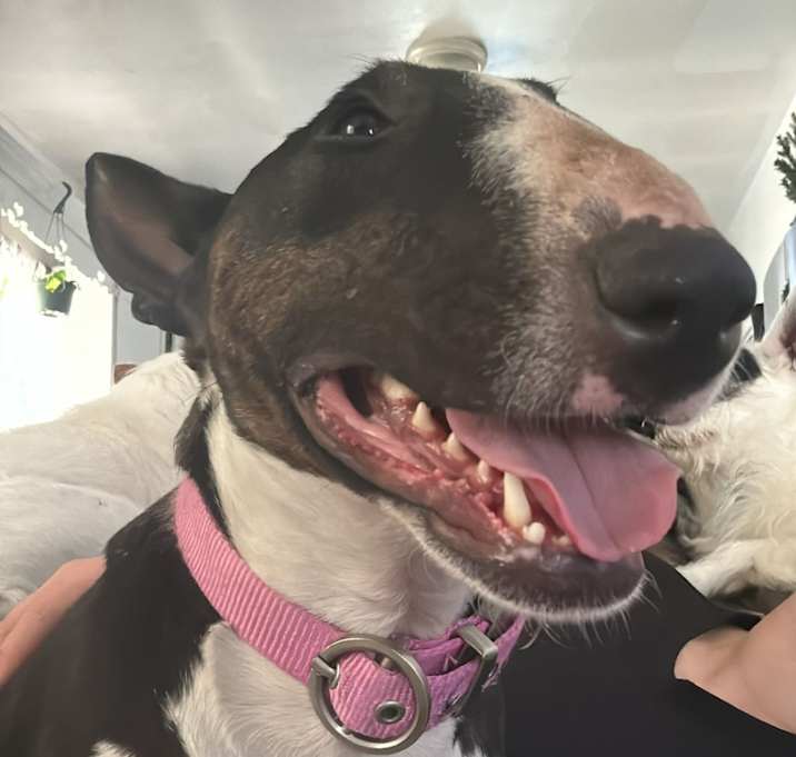 Photo of Tinkerbel