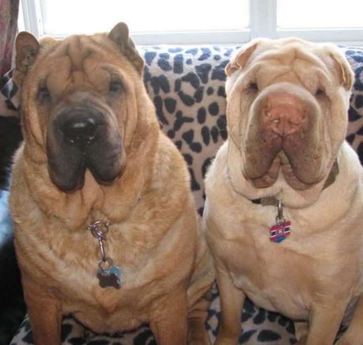 Photo of Chinese Shar-Pei *foster homes needed*