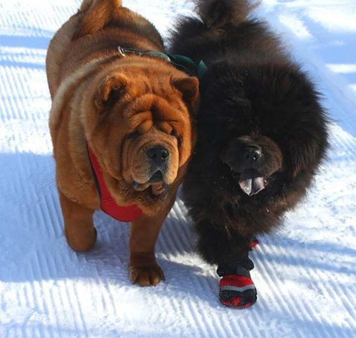 Photo of Chow Chow *foster homes needed*