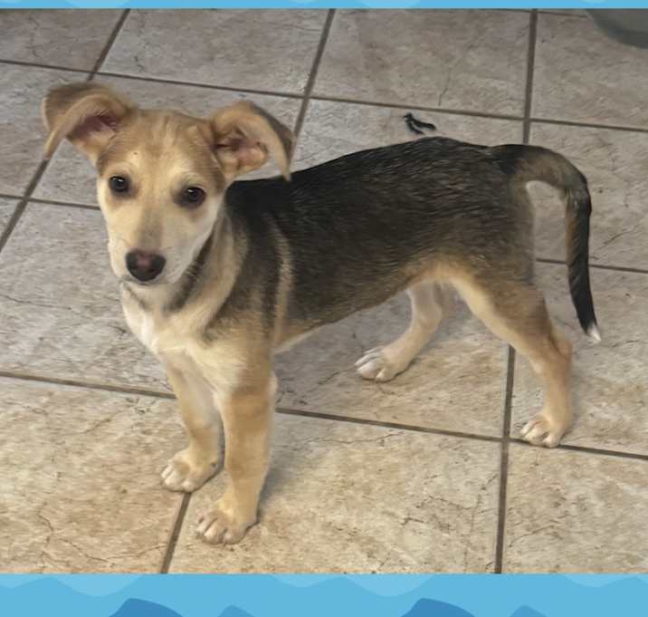 Photo of BLUE – 4 MONTH TERRIER MIX