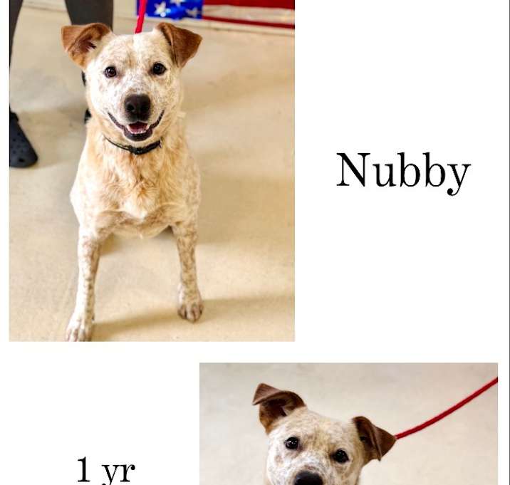 Photo of Nubby