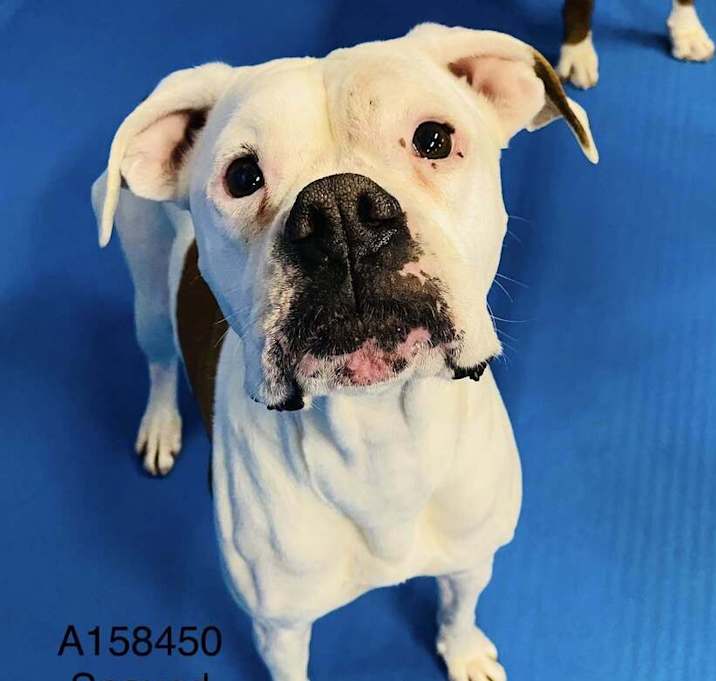 Photo of Chinook