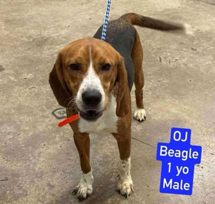 Photo of OJ