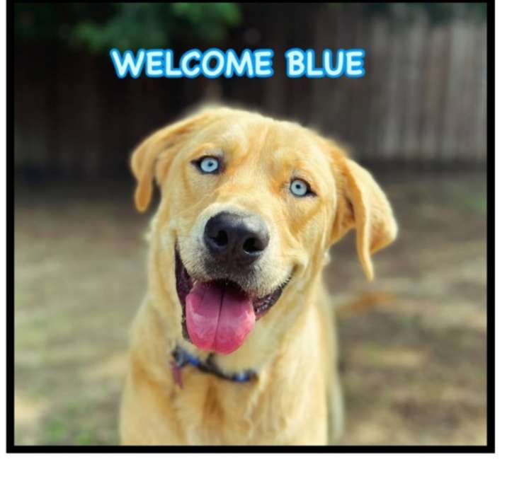 Photo of Blue