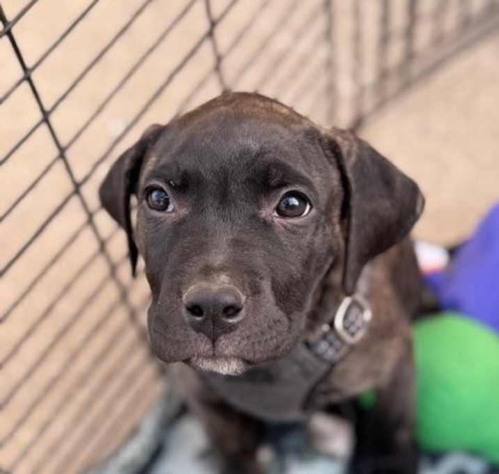 Photo of Goose
