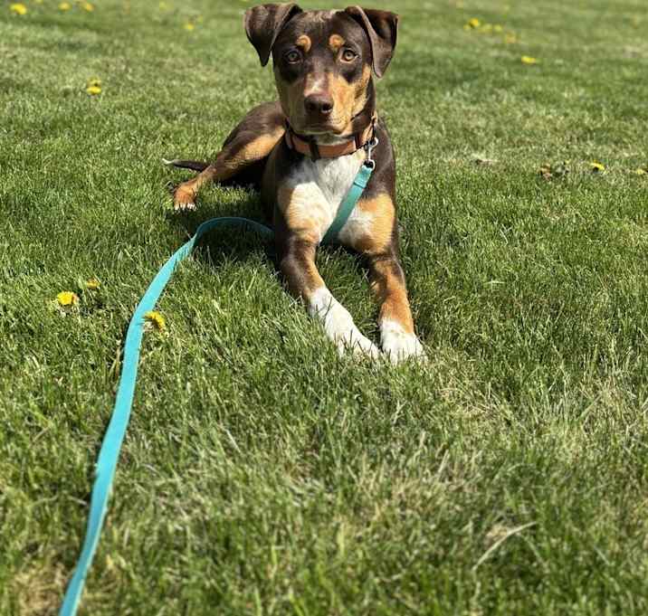 Photo of Chip