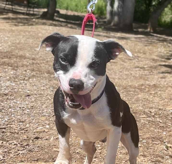 Photo of Bandit