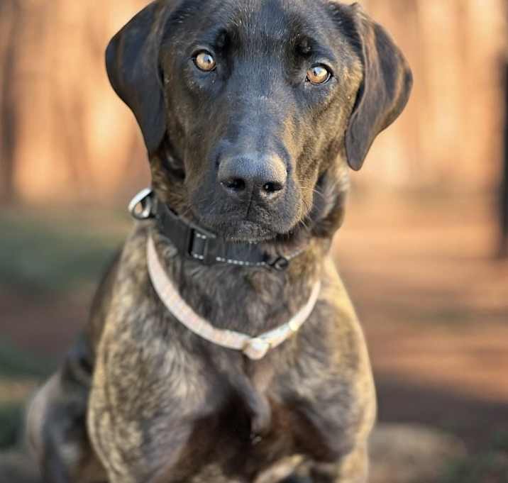 Photo of Brandy