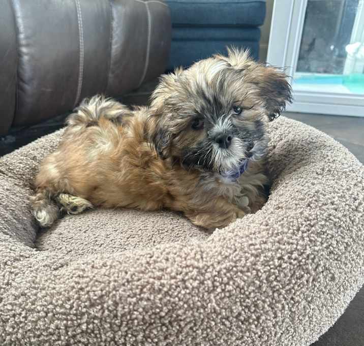 Photo of Benji 