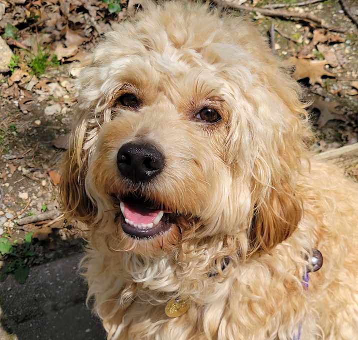 Photo of Graham Cracker
