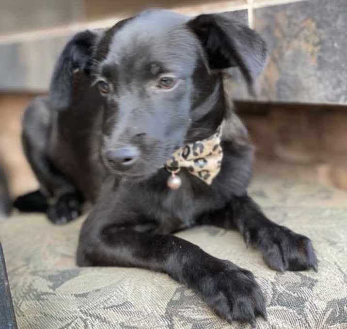 Photo of Smokey