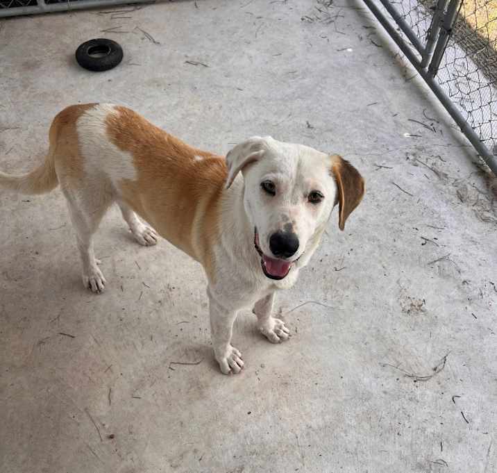 Photo of Colt 9708