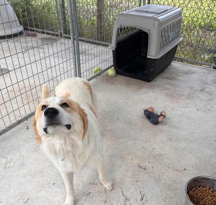 Photo of Rooster 9709