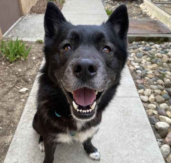 Photo of Louie