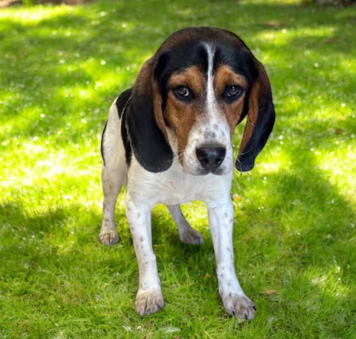 Photo of Ruger