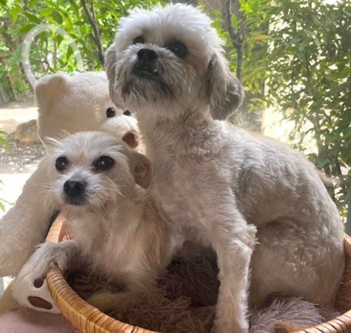 Photo of Moki (Bonded w/IzaBella)