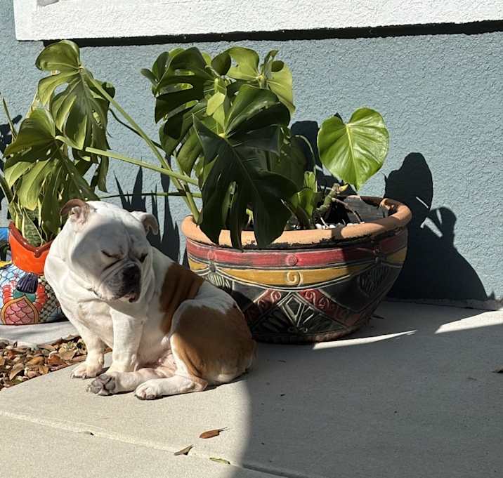 Photo of Lola