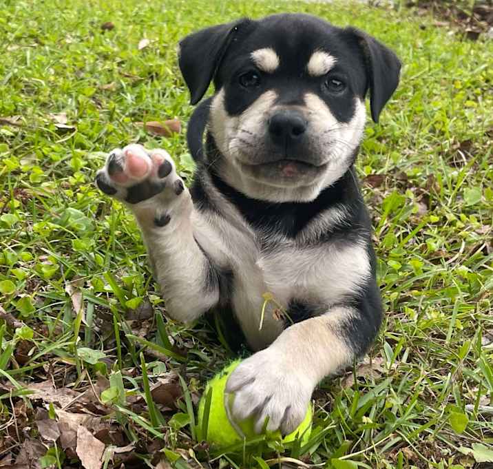 Photo of Meatball