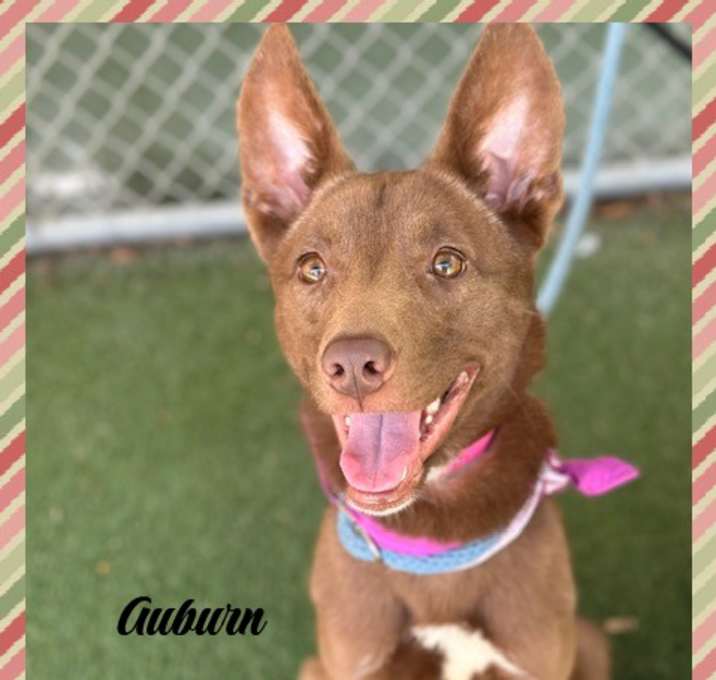 Photo of AUBURN
