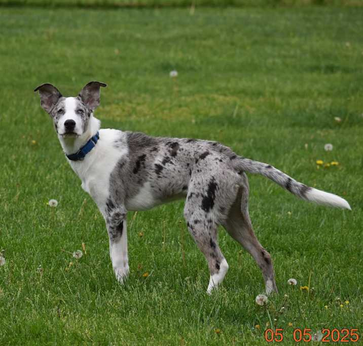 Photo of Wrangler (PA) FRIENDLY!
