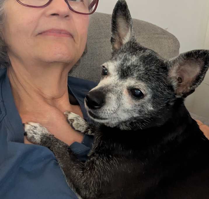 Photo of Annie (PA) LAP DOG!