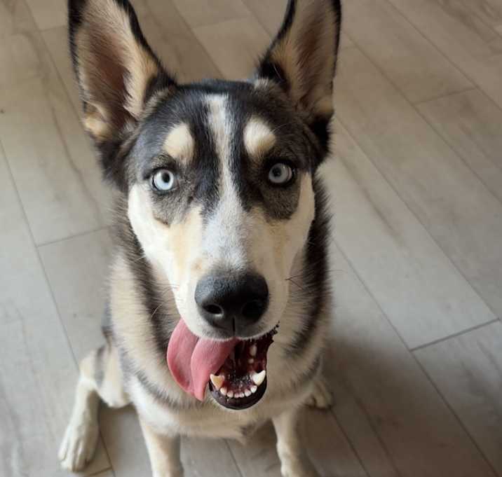 Photo of Louie