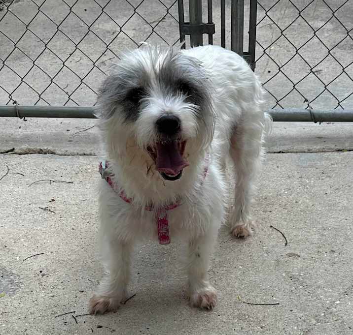 Photo of Scruffy