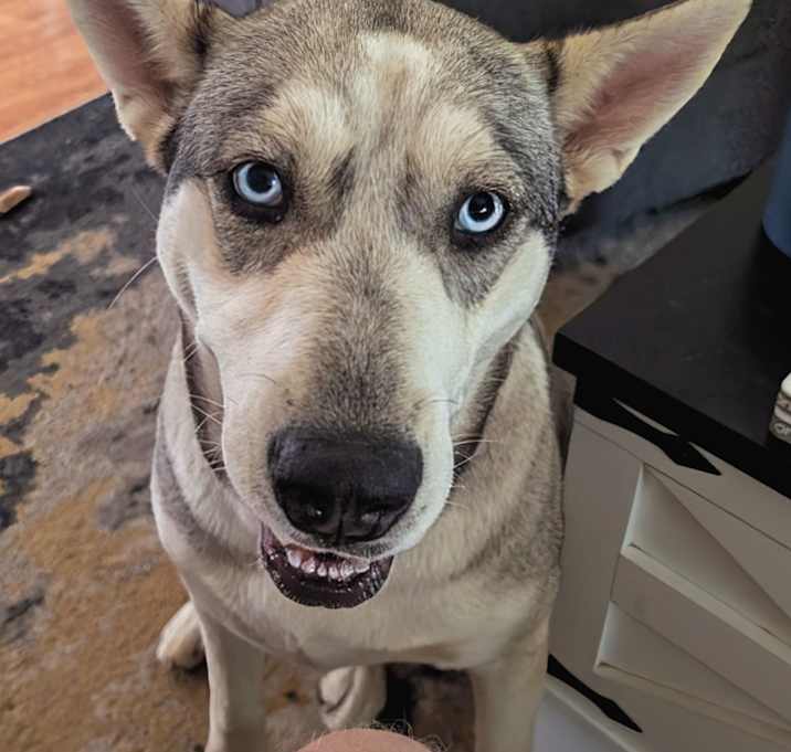 Photo of Halo