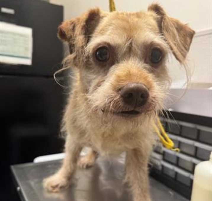 Photo of ROVER