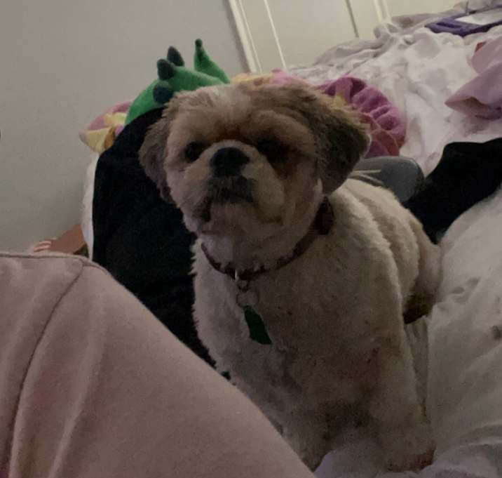 Photo of Daisy