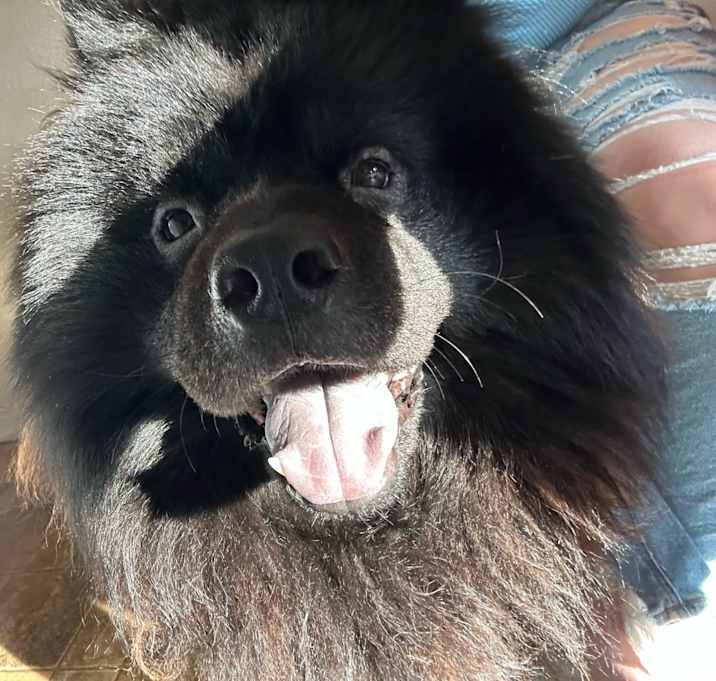 Photo of Shadow