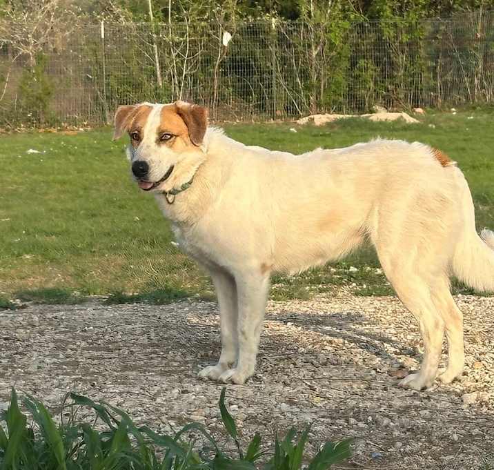 Photo of Bluebonnet