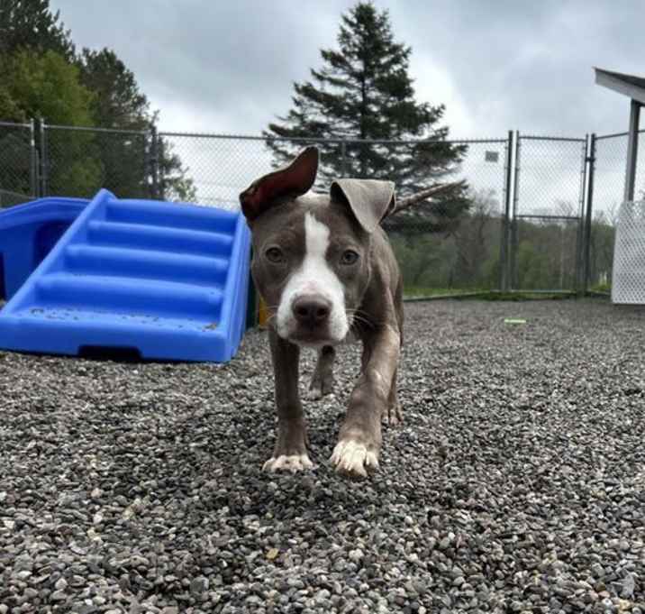 Photo of Chase