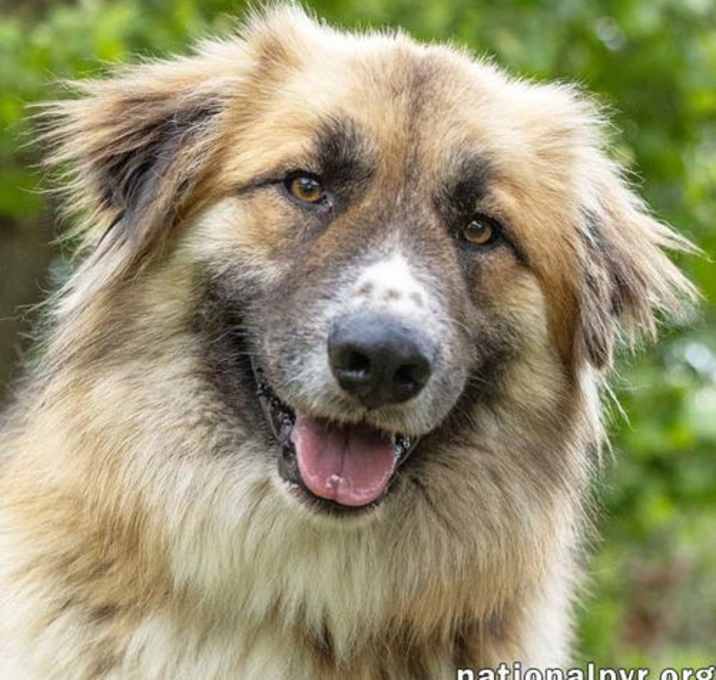 Photo of Beaver Cleaver in TN -  Loves to Play with Dogs!