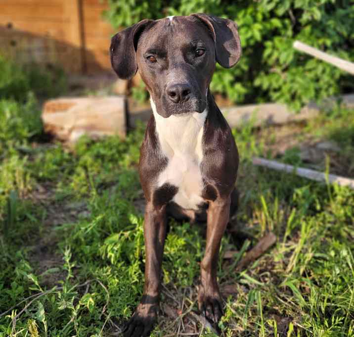 Photo of Rex