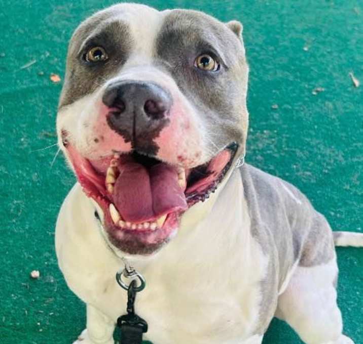 Photo of Brutus